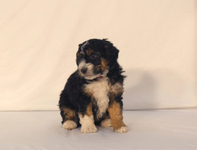 bernedoodle puppy