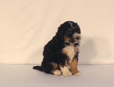 bernedoodle puppy