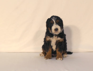 bernedoodle puppy