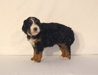 bernedoodle puppy