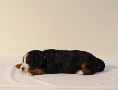 bernedoodle puppy