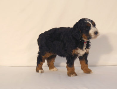 bernedoodle puppy