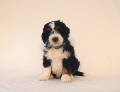 bernedoodle puppy