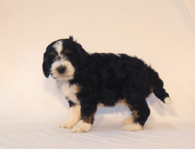 bernedoodle puppy