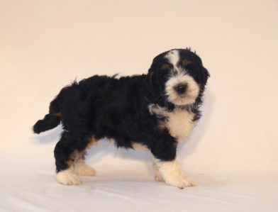 bernedoodle puppy