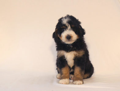 bernedoodle puppy