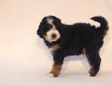 bernedoodle puppy