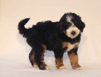 bernedoodle puppy