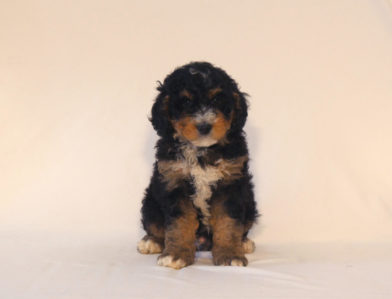 bernedoodle puppy