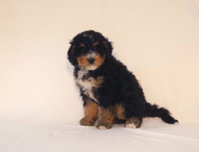 bernedoodle puppy