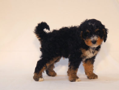 bernedoodle puppy