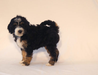 bernedoodle puppy