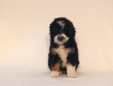 bernedoodle puppy