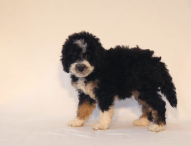 bernedoodle puppy