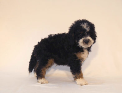 bernedoodle puppy