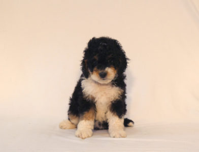 bernedoodle puppy