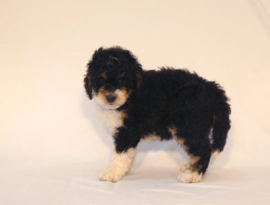 bernedoodle puppy