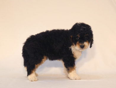 bernedoodle puppy