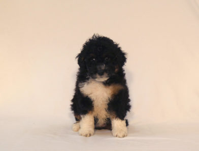 bernedoodle puppy