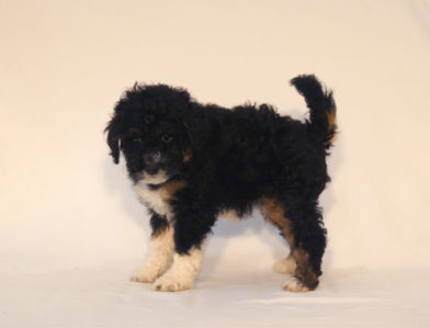 bernedoodle puppy