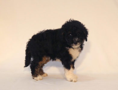 bernedoodle puppy