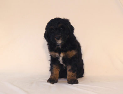 bernedoodle puppy