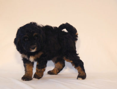 bernedoodle puppy