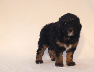 bernedoodle puppy