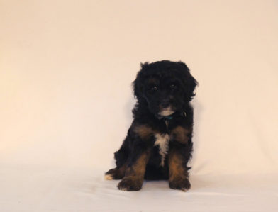 bernedoodle puppy