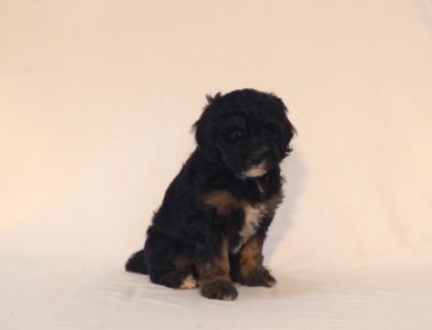 bernedoodle puppy