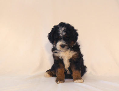 bernedoodle puppy