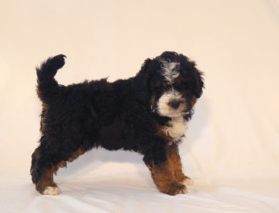 bernedoodle puppy