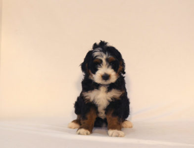 bernedoodle puppy