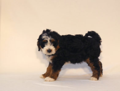 bernedoodle puppy