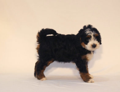 bernedoodle puppy