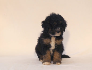 bernedoodle puppy