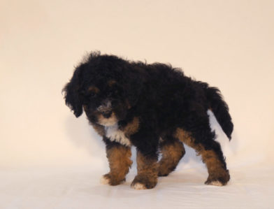 bernedoodle puppy