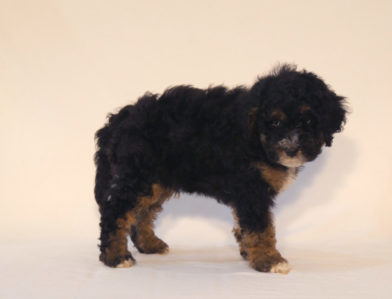 bernedoodle puppy