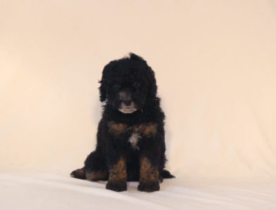 bernedoodle puppy