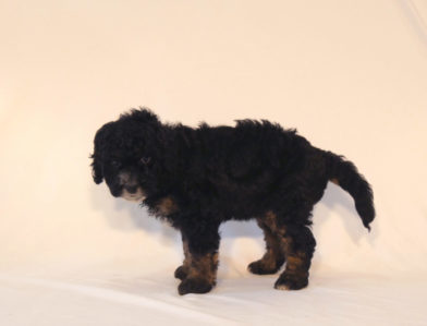 bernedoodle puppy