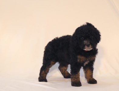 bernedoodle puppy