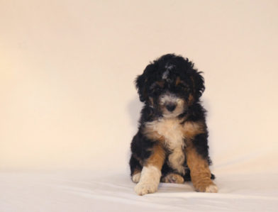 bernedoodle puppy