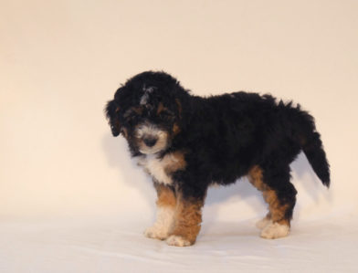 bernedoodle puppy