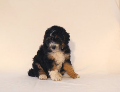 bernedoodle puppy