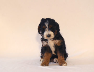 bernedoodle puppy