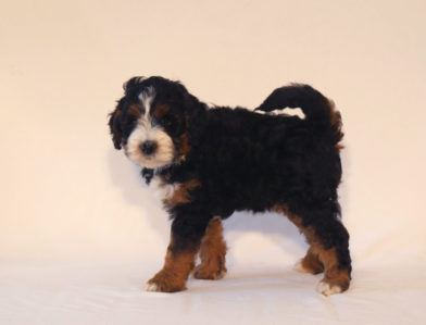 bernedoodle puppy