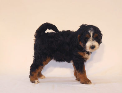 bernedoodle puppy