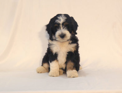 bernedoodle puppy