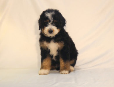 bernedoodle puppy