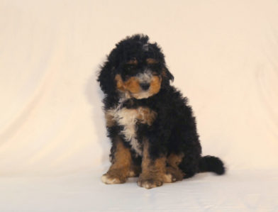 bernedoodle puppy